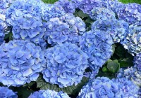 /album/galeria-de-fotos/hortencias-top4-jpg1/